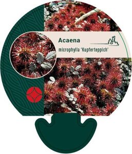 Acaena microphylla 'Kupferteppich' geen maat specificatie 0,55L/P9cm - afbeelding 6