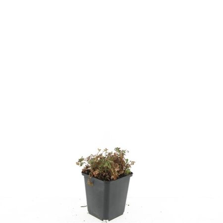 Acaena microphylla 'Kupferteppich' geen maat specificatie 0,55L/P9cm - afbeelding 9