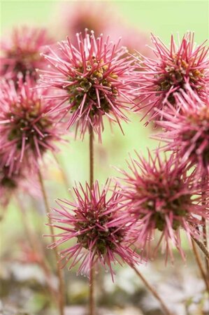 Acaena microphylla 'Kupferteppich' geen maat specificatie 0,55L/P9cm - image 9