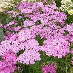 Achillea m. 'Lilac Beauty' geen maat specificatie 0,55L/P9cm - afbeelding 3