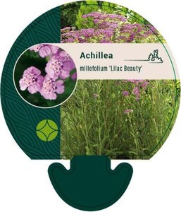 Achillea m. 'Lilac Beauty' geen maat specificatie 0,55L/P9cm - afbeelding 2