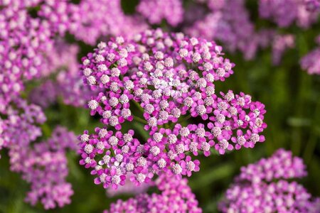 Achillea m. 'Lilac Beauty' geen maat specificatie 0,55L/P9cm - image 1