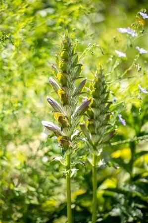 Acanthus mollis geen maat specificatie 0,55L/P9cm - afbeelding 1