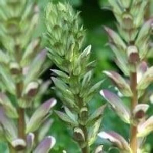 Acanthus mollis geen maat specificatie 0,55L/P9cm - afbeelding 6