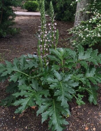 Acanthus mollis geen maat specificatie 0,55L/P9cm - afbeelding 2