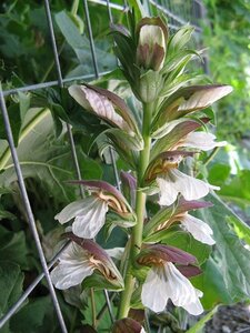 Acanthus mollis geen maat specificatie 0,55L/P9cm - afbeelding 3