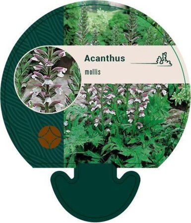 Acanthus mollis geen maat specificatie 0,55L/P9cm - afbeelding 8