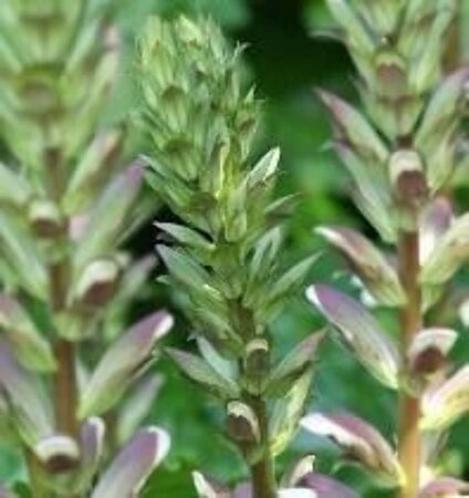 Acanthus mollis geen maat specificatie 0,55L/P9cm - afbeelding 7