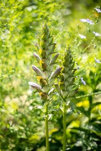 Acanthus mollis geen maat specificatie 0,55L/P9cm - image 1