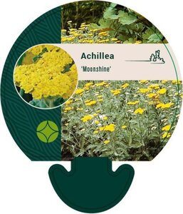 Achillea 'Moonshine' geen maat specificatie 0,55L/P9cm - afbeelding 4