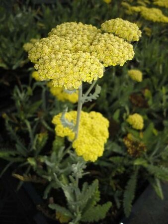 Achillea 'Moonshine' geen maat specificatie 0,55L/P9cm - afbeelding 5