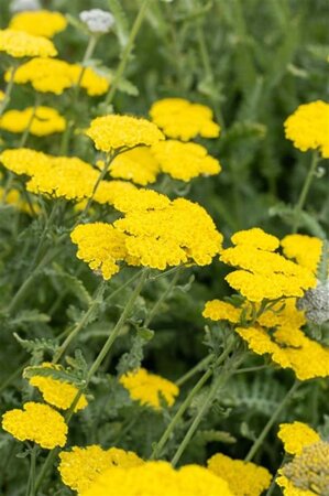 Achillea 'Moonshine' geen maat specificatie 0,55L/P9cm - afbeelding 1