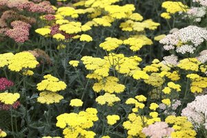 Achillea 'Moonshine' geen maat specificatie 0,55L/P9cm - afbeelding 2