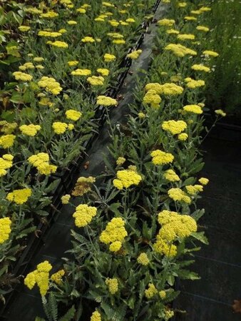 Achillea 'Moonshine' geen maat specificatie 0,55L/P9cm - afbeelding 6