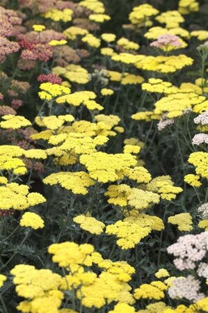 Achillea 'Moonshine' geen maat specificatie 0,55L/P9cm - afbeelding 3