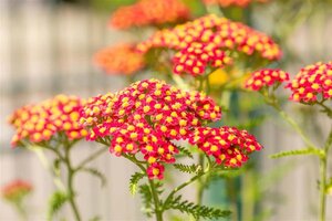 Achillea m. 'Paprika' geen maat specificatie 0,55L/P9cm - afbeelding 1