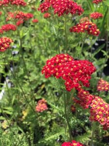 Achillea m. 'Paprika' geen maat specificatie 0,55L/P9cm - afbeelding 5