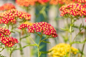 Achillea m. 'Paprika' geen maat specificatie 0,55L/P9cm - afbeelding 3