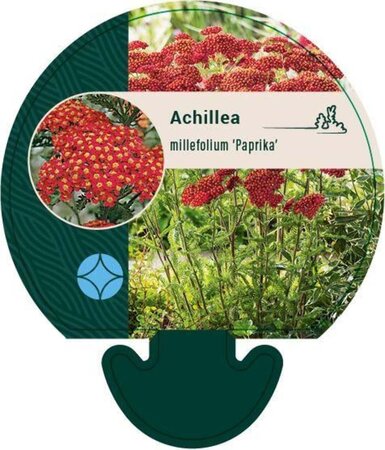 Achillea m. 'Paprika' geen maat specificatie 0,55L/P9cm - afbeelding 4