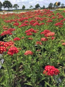 Achillea m. 'Paprika' geen maat specificatie 0,55L/P9cm - afbeelding 6