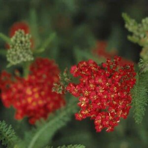 Achillea m. 'Paprika' geen maat specificatie 0,55L/P9cm - afbeelding 7