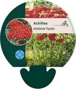 Achillea m. 'Paprika' geen maat specificatie 0,55L/P9cm - image 4