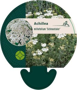 Achillea m. 'Schneetaler' geen maat specificatie 0,55L/P9cm - afbeelding 1