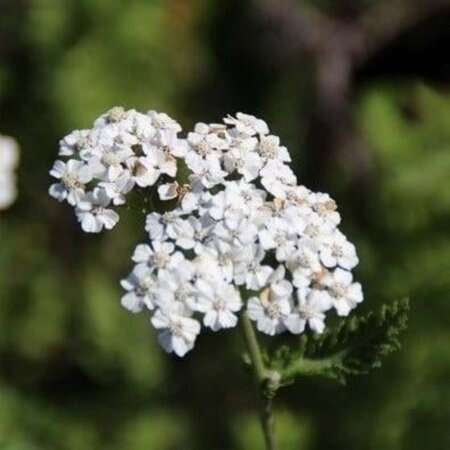 Achillea m. 'Schneetaler' geen maat specificatie 0,55L/P9cm - afbeelding 2