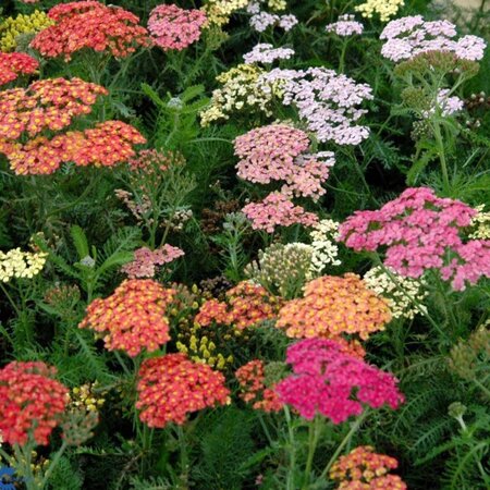 Achillea m. Summer Pastels Mix geen maat specificatie 0,55L/P9cm - afbeelding 1