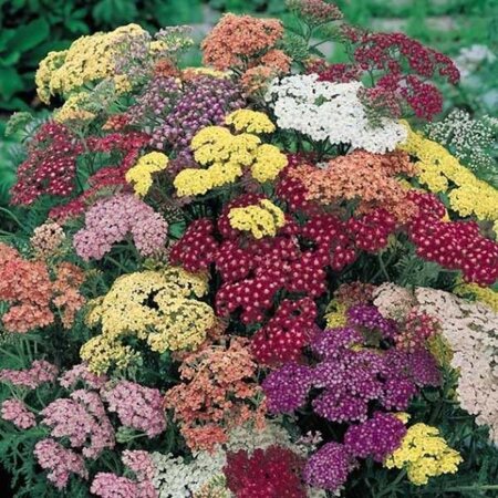 Achillea m. Summer Pastels Mix geen maat specificatie 0,55L/P9cm - afbeelding 2