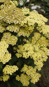 Achillea m. 'Sunny Seduction' geen maat specificatie 0,55L/P9cm