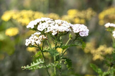 Achillea m. 'White Beauty' geen maat specificatie 0,55L/P9cm - afbeelding 1