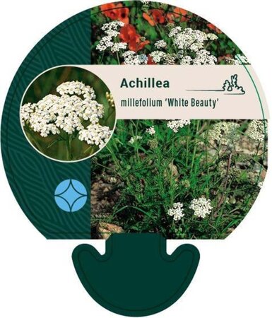 Achillea m. 'White Beauty' geen maat specificatie 0,55L/P9cm - afbeelding 2