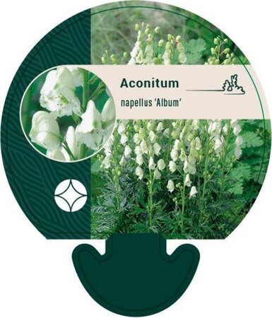 Aconitum napellus 'Album' geen maat specificatie 0,55L/P9cm