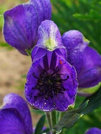 Aconitum napellus geen maat specificatie 0,55L/P9cm - afbeelding 1