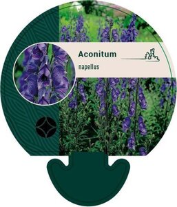 Aconitum napellus geen maat specificatie 0,55L/P9cm - afbeelding 4