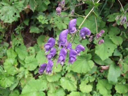 Aconitum napellus geen maat specificatie 0,55L/P9cm - afbeelding 2