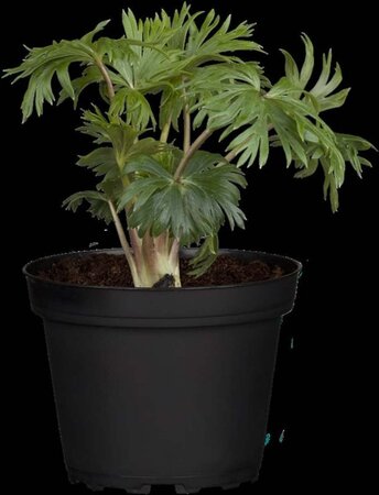 Aconitum napellus geen maat specificatie 0,55L/P9cm - afbeelding 3