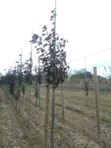 Acer plat. 'Crimson Sentry' 10-12 Hoogstam wortelgoed - afbeelding 4