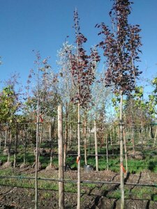 Acer plat. 'Crimson Sentry' 12-14 Hoogstam draadkluit 2 X verplant - afbeelding 4