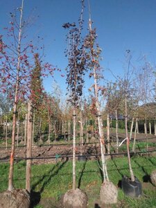 Acer plat. 'Crimson Sentry' 14-16 Hoogstam draadkluit 3 X verplant - afbeelding 2