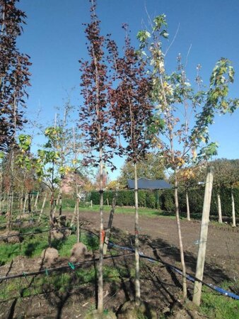 Acer plat. 'Crimson Sentry' 14-16 Hoogstam draadkluit 3 X verplant - afbeelding 1