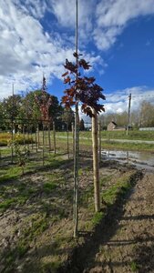 Acer plat. 'Crimson Sentry' 8-10 Hoogstam wortelgoed - afbeelding 6