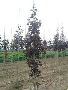 Acer plat. 'Crimson Sentry' 8-10 cm wortelgoed geveerd