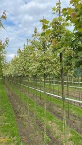 Acer plat. 'Drummondii' 10-12 Hoogstam draadkluit - afbeelding 4