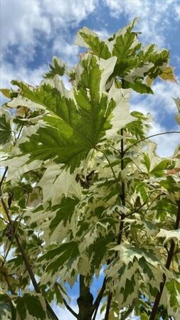 Acer plat. 'Drummondii' 10-12 Hoogstam draadkluit - afbeelding 5