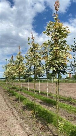 Acer plat. 'Drummondii' 12-14 Hoogstam draadkluit 2 X verplant - afbeelding 4