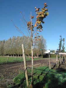 Acer plat. 'Drummondii' 14-16 Hoogstam draadkluit 3 X verplant - afbeelding 3