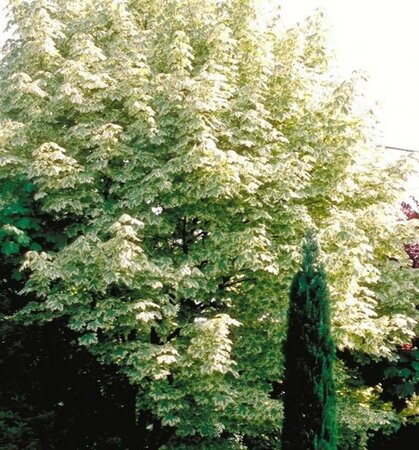 Acer plat. 'Drummondii' 6-8 Hoogstam wortelgoed - afbeelding 4