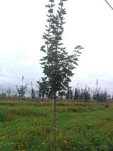 Acer plat. 'Emerald Queen' 12-14 Hoogstam wortelgoed 2 X verplant